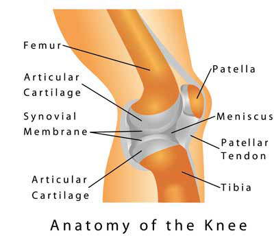 Anatomy of the Knee optimised